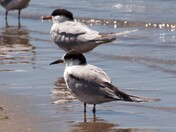 Common Terns at the beach