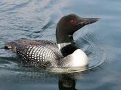 Common Loon