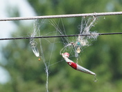 Fishing on the Magog river