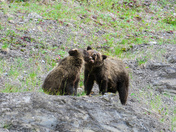 Siblings Playful Moments