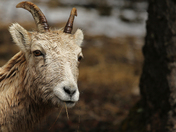 Rocky Mountain Sheep