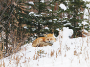 Yellowstone National Park