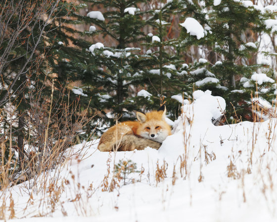 Yellowstone National Park
