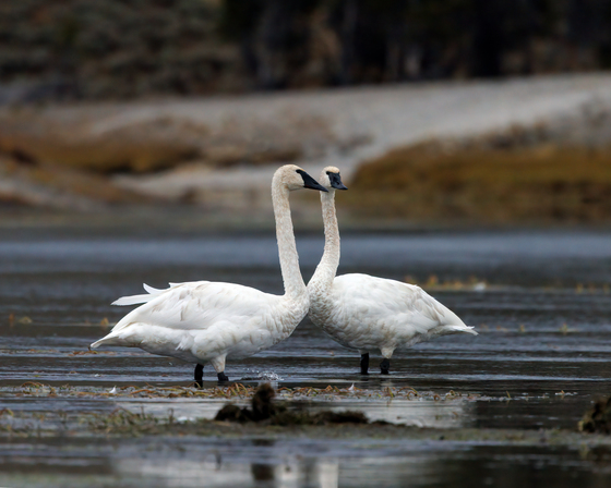 Yellowstone National Park