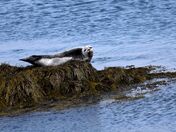 Harbour seal in Seal Cove, Brier Island, NS
