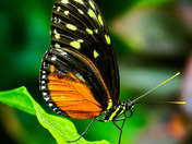 Heliconius Hecale
