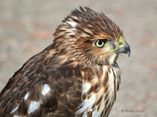 Cooper's Hawk #1