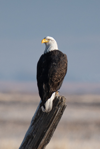 Bear River Migratory Bird Refuge