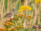 A Lincoln Sparrow enjoying the fall colors!