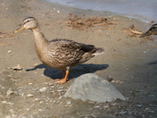 Enter the light - The mallards