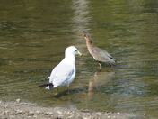 Good morning  mr. Heron