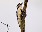 Downy Woodpecker