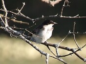 Eastern Kingbird