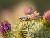 Careful Where You Step