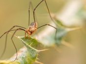 What Long Legs You Have