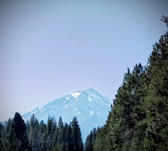 Shasta-Trinity National Forest 