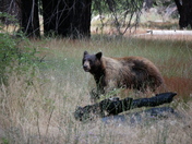 Yosemite National Park