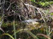 Everglades National Park