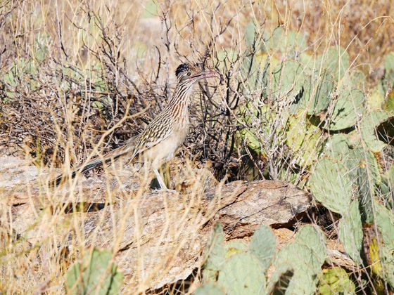 Saguaro National Park