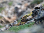 Denali National Park