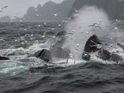 Kenai Fjords National Park