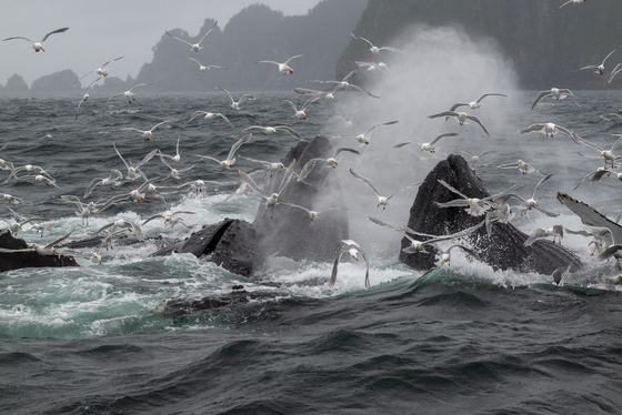 Kenai Fjords National Park