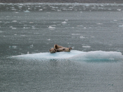 Kenai Fjords National Park