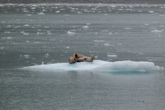 Kenai Fjords National Park