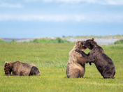 Katmai National Park