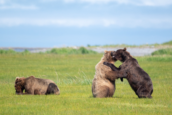 Katmai National Park