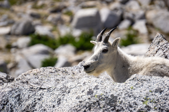 Alpine Lakes Wilderness Area