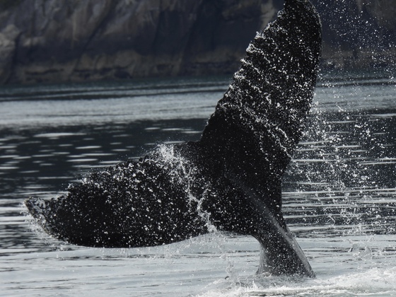 Kenai Fjords