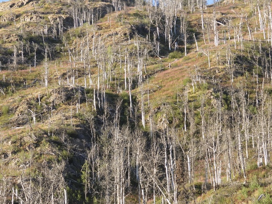Wrangell-st Elias