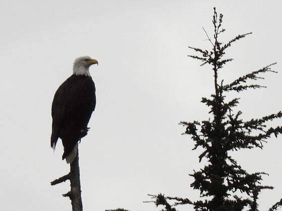 Wrangell-st Elias