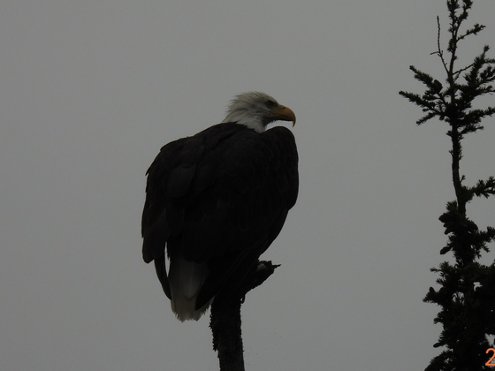 Wrangell-st Elias