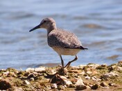 Rare Red Knot Sighting