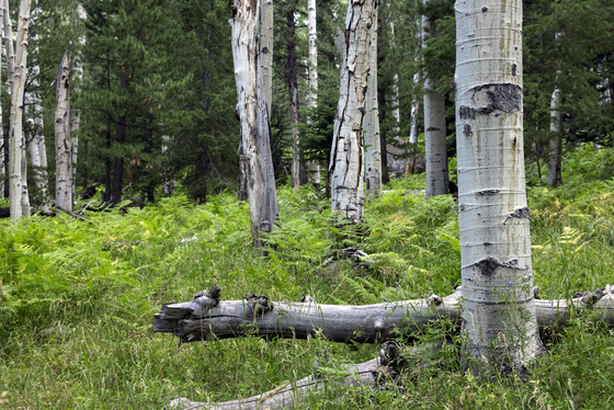 Kachina Wilderness