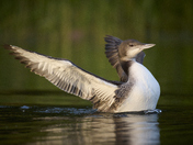 Immature Common Loon in the Golden Hour