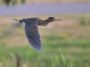 Green Heron In Flight