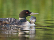Mother Loon and Young
