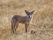 Young Coyote