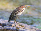 Green Heron