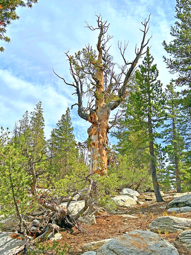 Humboldt Toiyabe National Forest