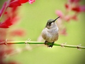 Ruby-throated Hummingbird Taking a Break