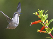 New data on Ruby throated hummingbirf