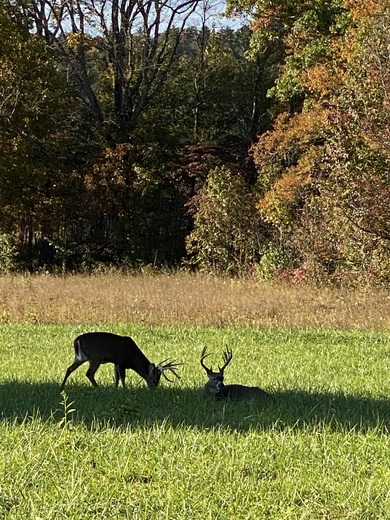 Cades Cove- Great Smoky Mountain National Park