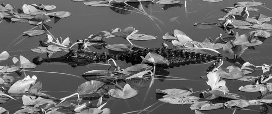 Everglades National Park