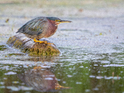 Green Heron