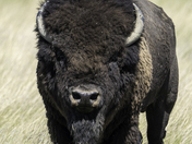 The King of the Grasslands