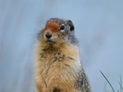 Columbian Ground Squirrel